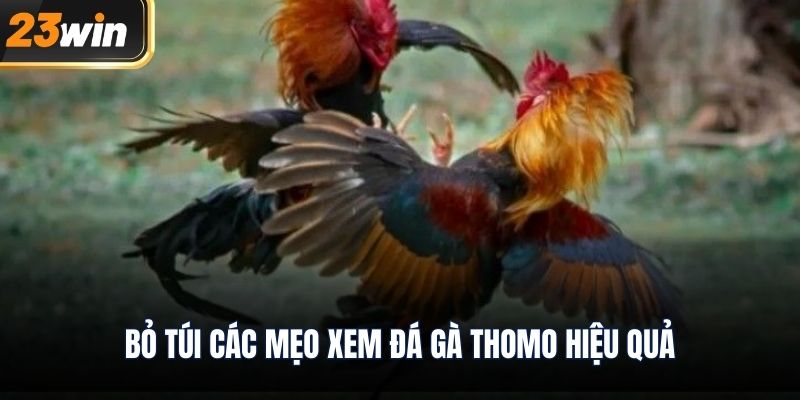 Bỏ túi các mẹo xem đá gà thomo hiệu quả