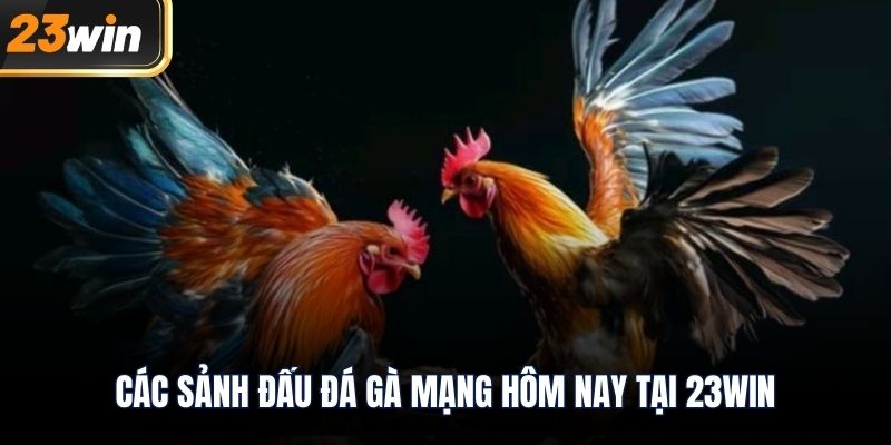Các sảnh đấu đá gà mạng hôm nay tại 23WIN
