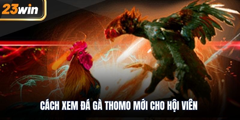 Cách xem đá gà thomo mới cho hội viên