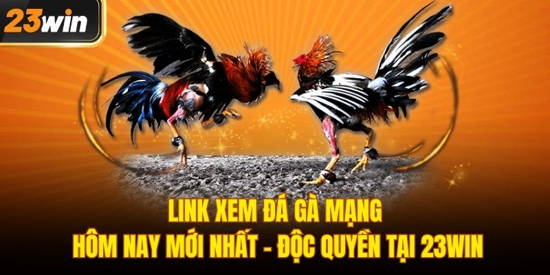 Đá gà mạng hôm nay