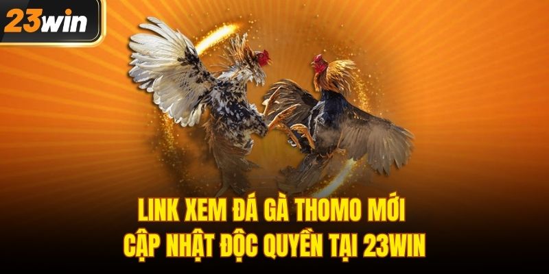 Xem đá gà Thomo mới