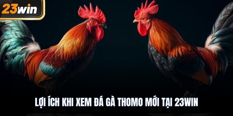 Lợi ích khi xem đá gà thomo mới tại 23WIN